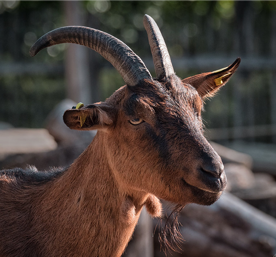 Bunte-Deutsche-Edelziege-Goat